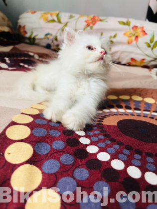 Persian male kittens